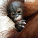 Illustration for article titled Apes Enjoy Watching You Watching Them
